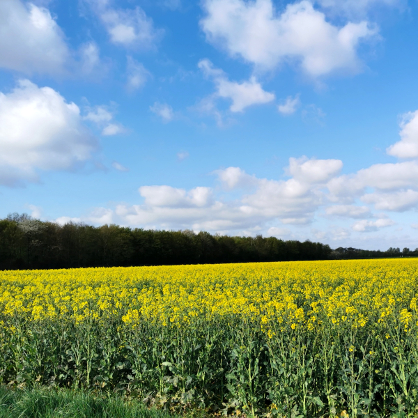 Seedgirls - gelb blühendes Feld und blauer Himmel mit Wolken