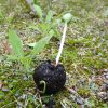 Seedgirls Rachebomen - Samenbomben mit Gras, Löwenzahn, Brennnessel